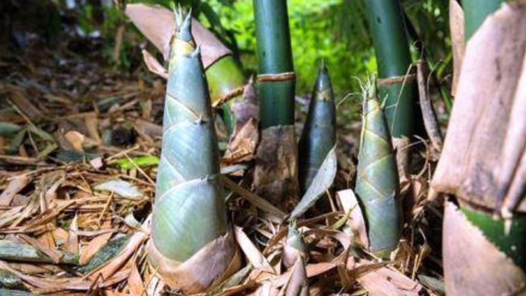 7 Manfaat Rebung Bambu Yang Jarang Orang Ketahui, Obat Penawar Gigitan ...